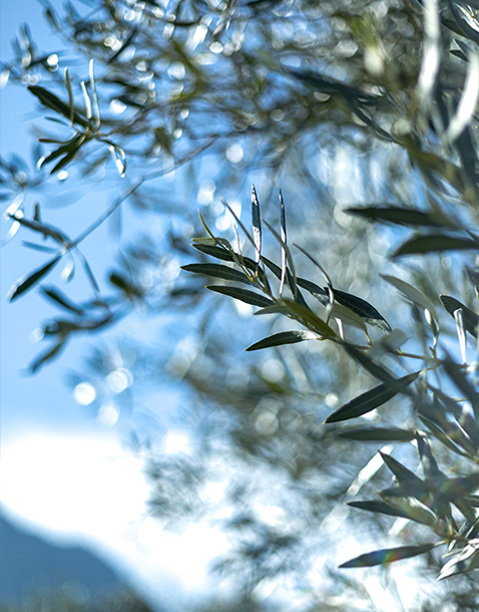 pureolea olives